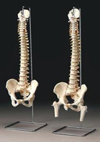 Spine Model Pharmaceutical and Anatomical Model Gifts